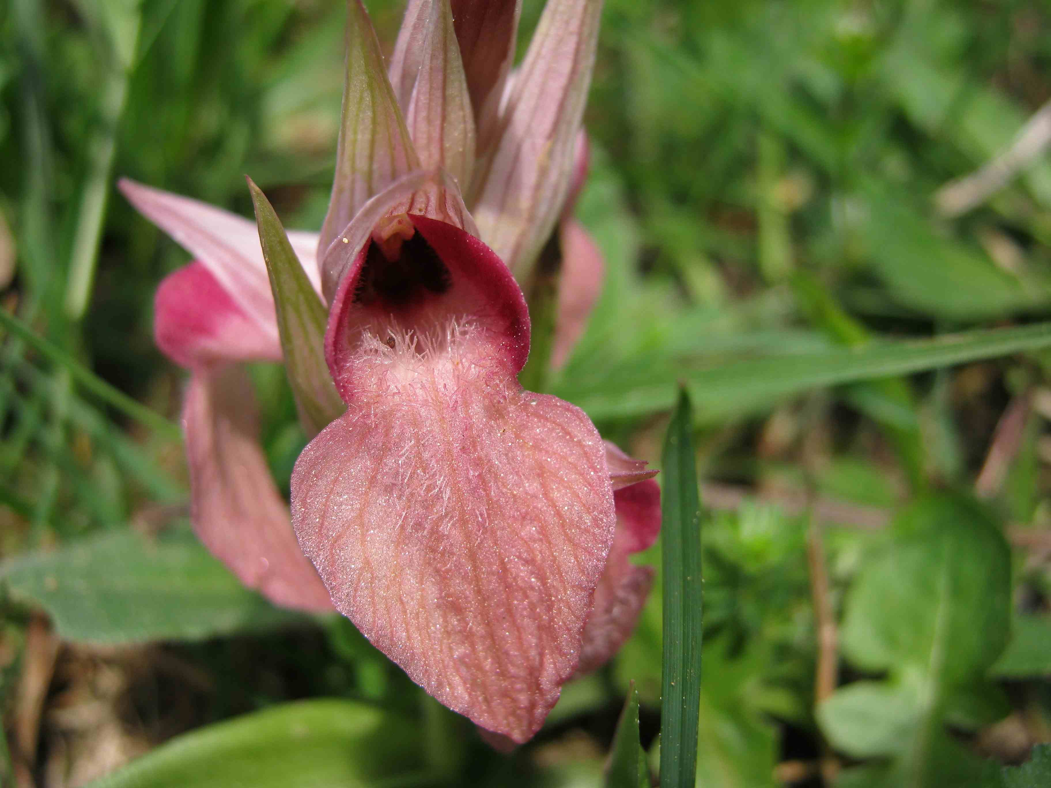 Serapias neglecta e Dactylorhiza maculata